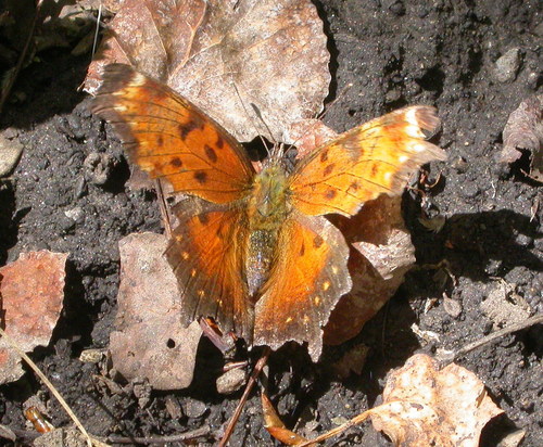 Gray Comma reference