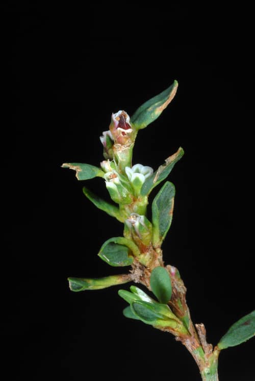 Prostrate Knotweed reference