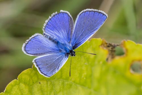 Common Blue Butterfly reference