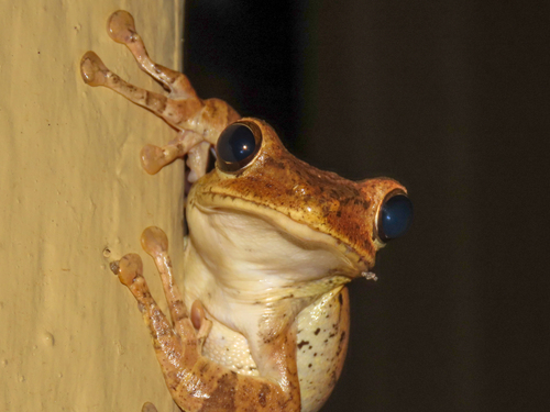 Hourglass Tree Frog reference