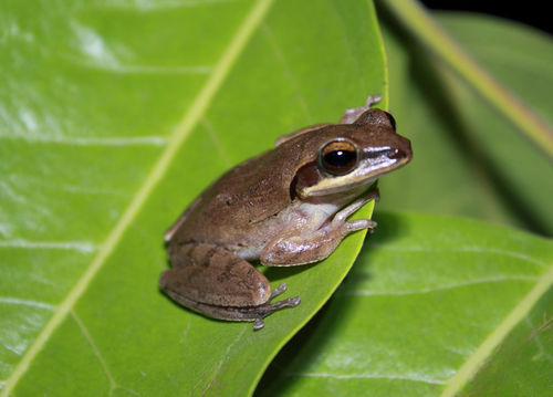 Indian Tree Frog reference