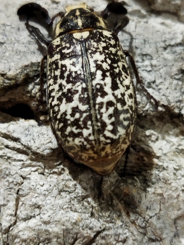 Pine Chafer reference