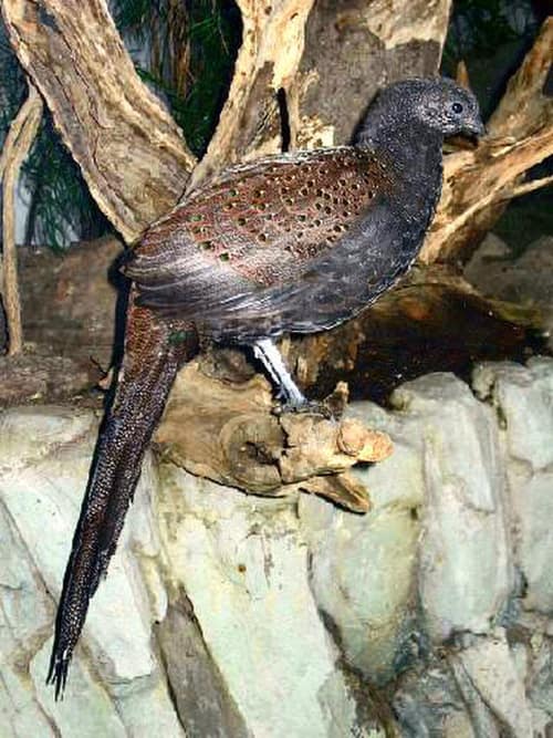 Mountain Peacock-Pheasant reference