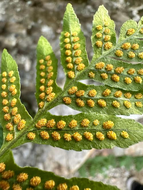 California Polypody reference