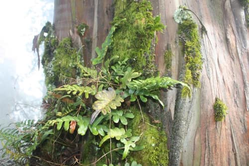 Leathery Polypody reference