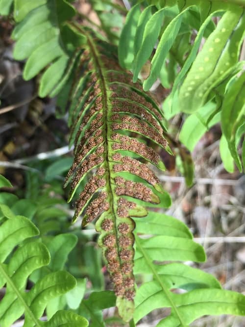 Rock Polypody reference