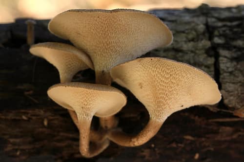Fringed Polypore reference