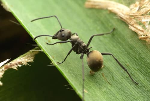 Golden Spiny Ant reference