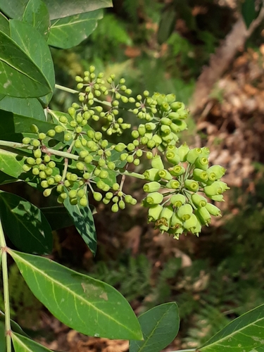 Elderberry Panax reference
