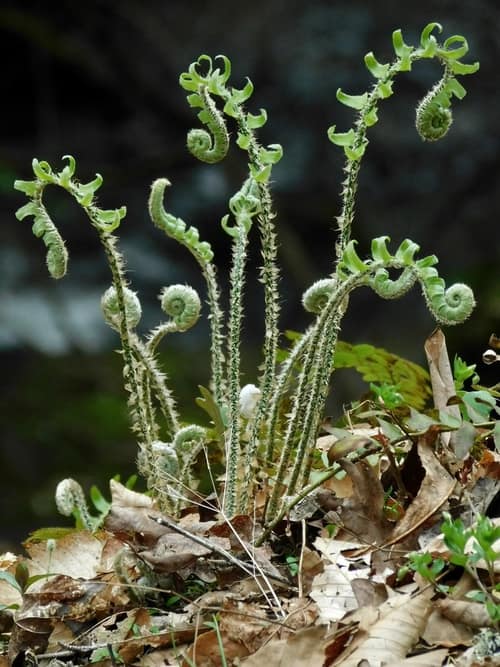 Christmas Fern reference