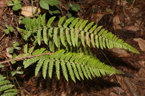 Dudley's Sword Fern reference