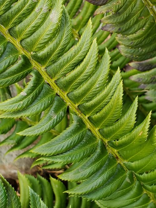 Holly Fern reference