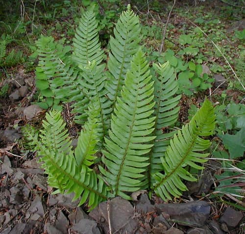 Western Sword Fern reference