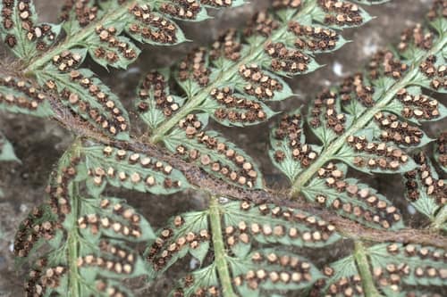 Soft Shield Fern reference