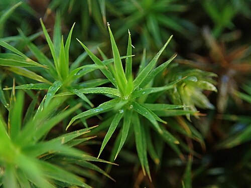 Bank Haircap Moss reference