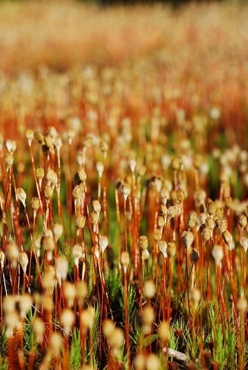 Juniper Haircap Moss reference
