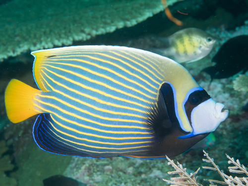 Emperor Angelfish reference