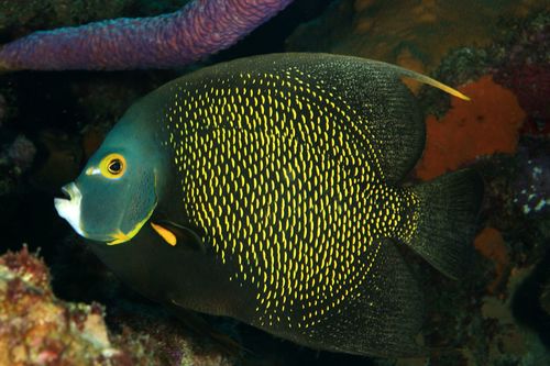 French Angelfish reference