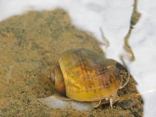 Channeled Apple Snail reference