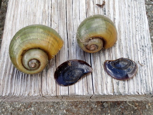 Island Apple Snail reference