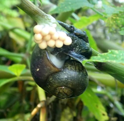 Florida Apple Snail reference