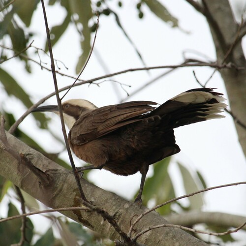 Grey-crowned Babbler reference