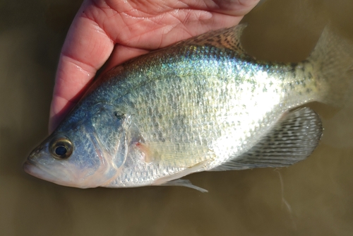 White Crappie reference
