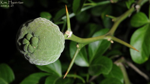 Trifoliate Orange reference
