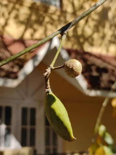 Indian Pongam Tree reference