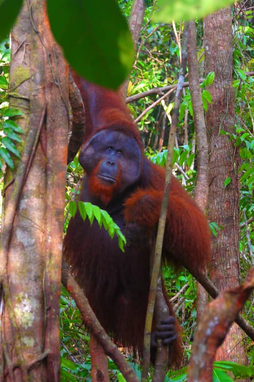 Bornean Orangutan reference