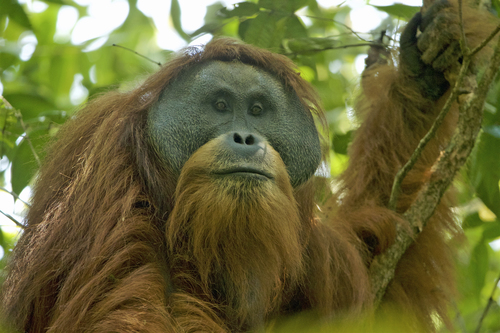 Tapanuli Orangutan reference