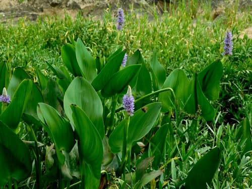 Pickerelweed reference