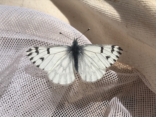 Spring White reference