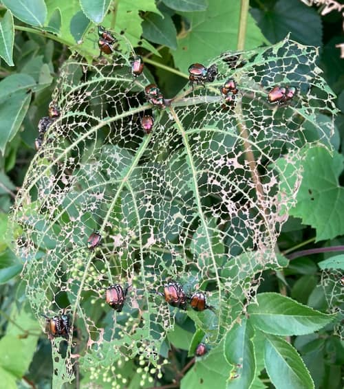 Japanese Beetle reference