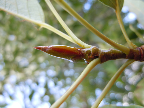 Narrowleaf Cottonwood reference