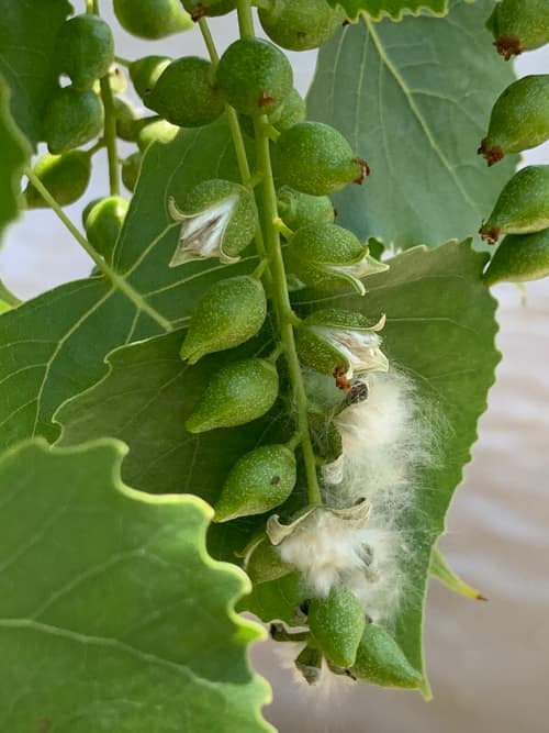 Eastern Cottonwood reference