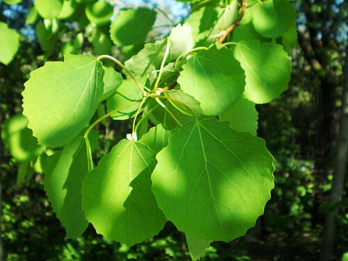 Eurasian Aspen reference