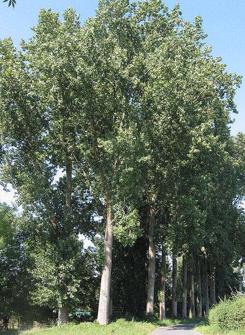 Canadian Poplar reference