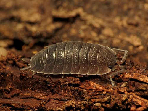 Common Woodlouse reference