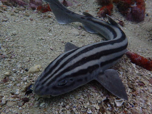 Pyjama Shark reference