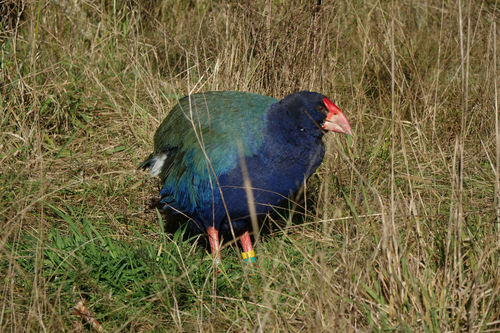Takahē reference