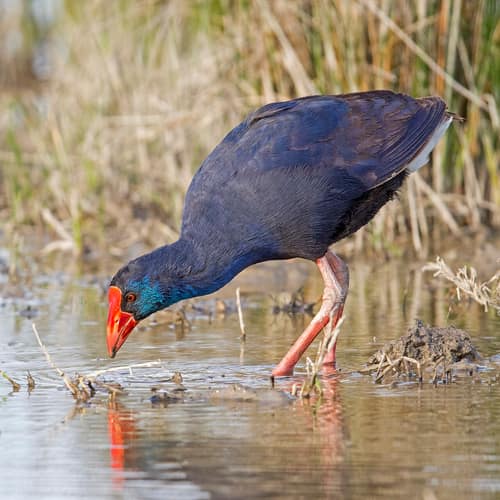 Western Swamphen reference