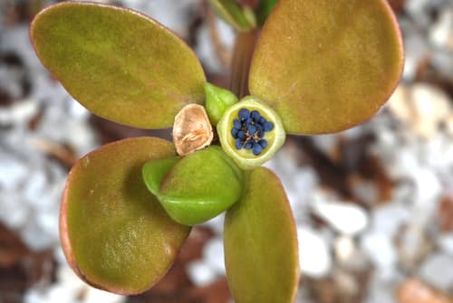 Common Purslane reference