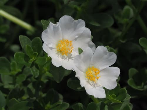 Wingpod Purslane reference