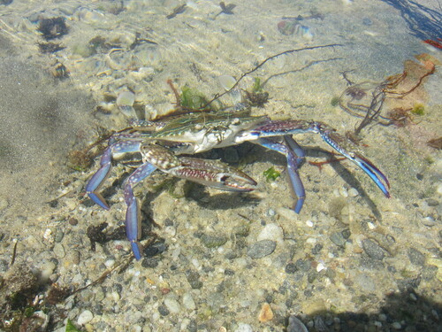 Blue Swimmer Crab reference