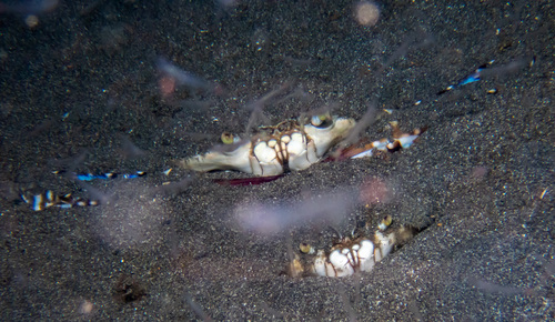 Flower Crab reference