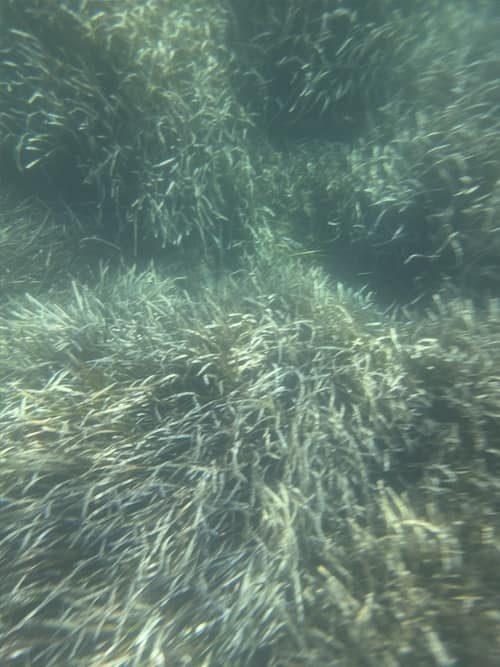 Neptune Grass reference