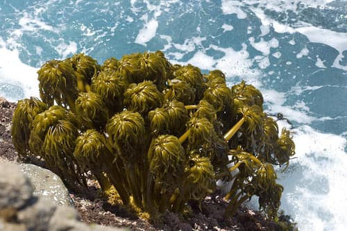 Sea Palm reference