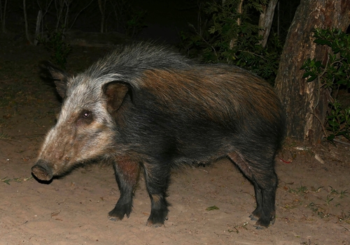 Bushpig reference