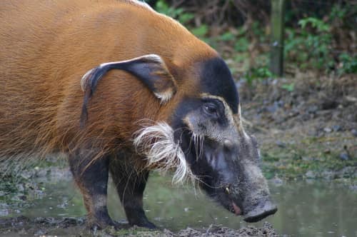 Red River Hog reference